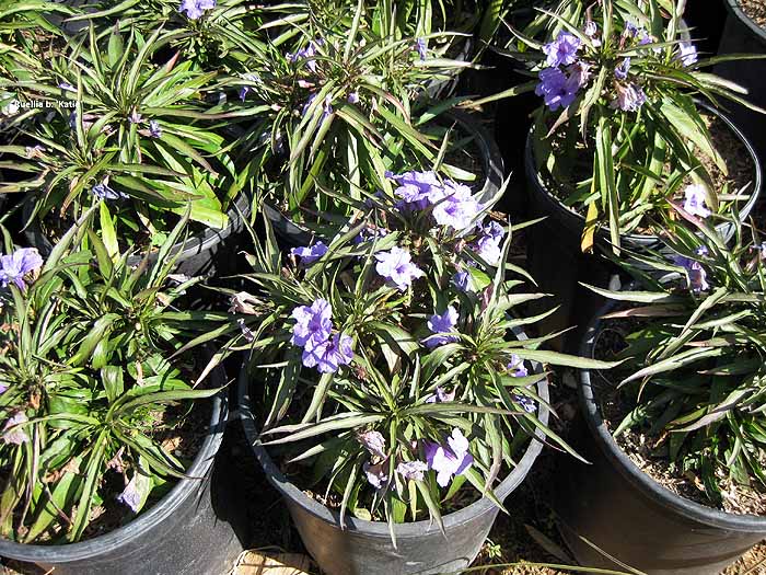 Ruellia B. Katie